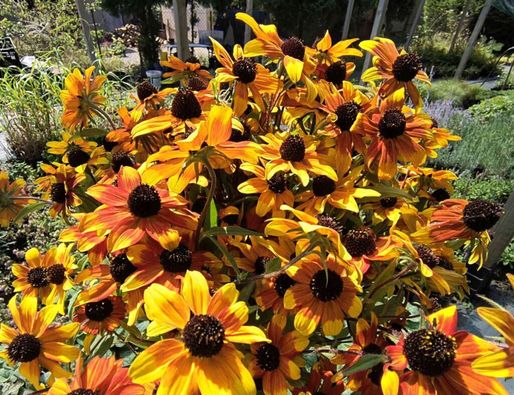 Rudbekia
