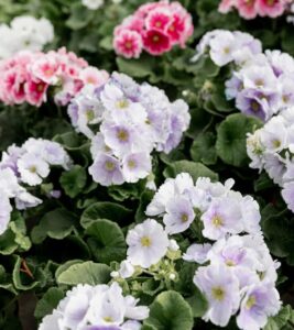 Kwiaty kwitnące od wiosny do jesieni