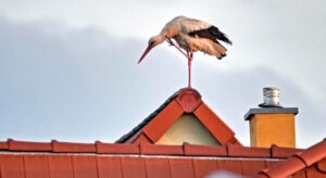Co oznacza bocian na dachu domu?