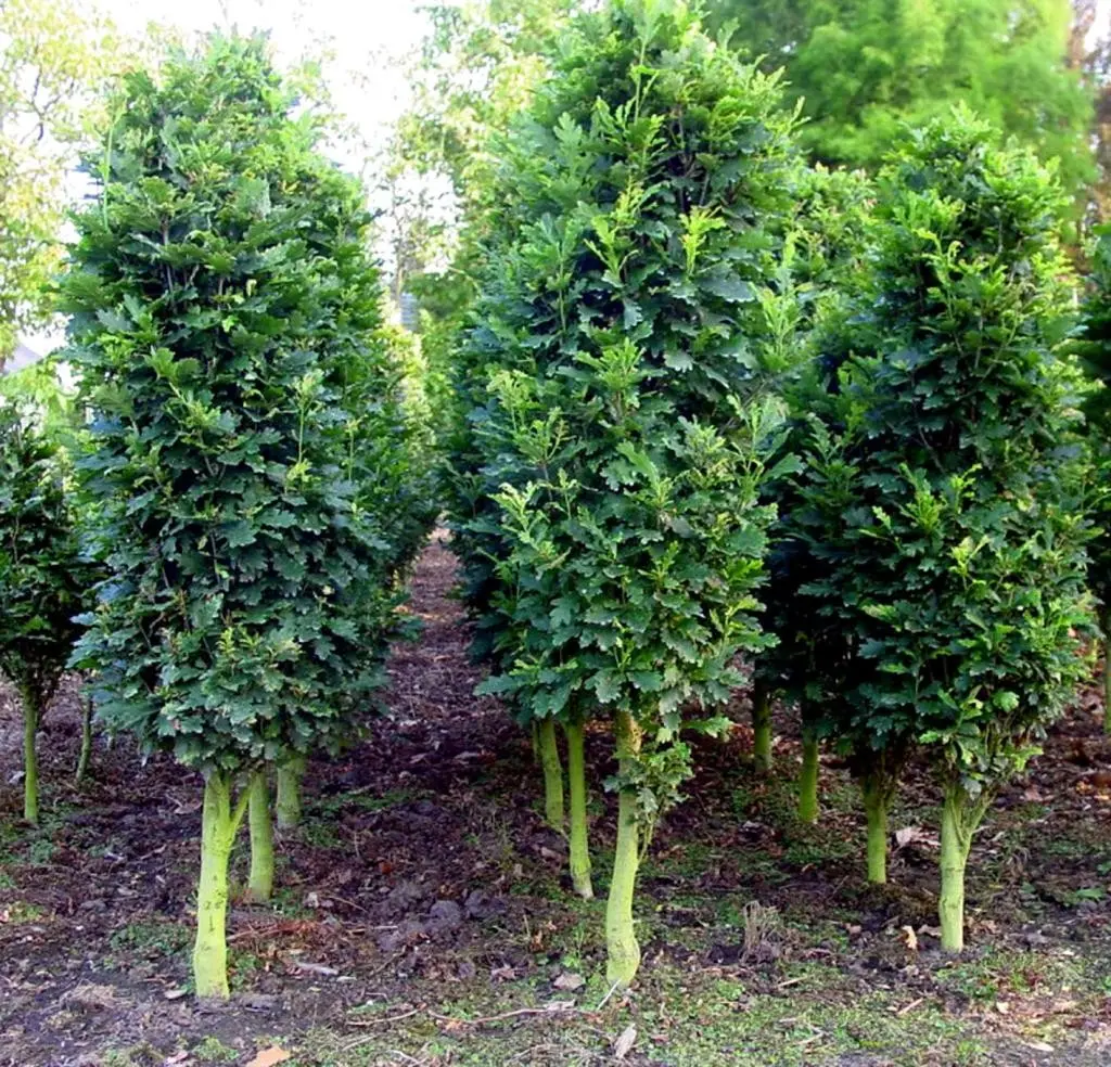 Dwarf pedunculate oak trees (Quercus robur 'MENHIR') with dense foliage, ideal for small gardens