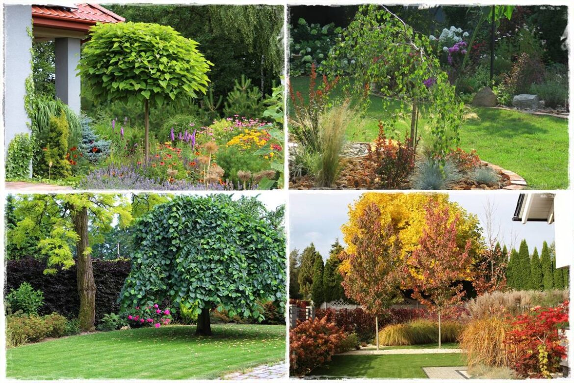 Examples of ornamental deciduous trees suitable for small garden designs with diverse seasonal foliage and garden compositions