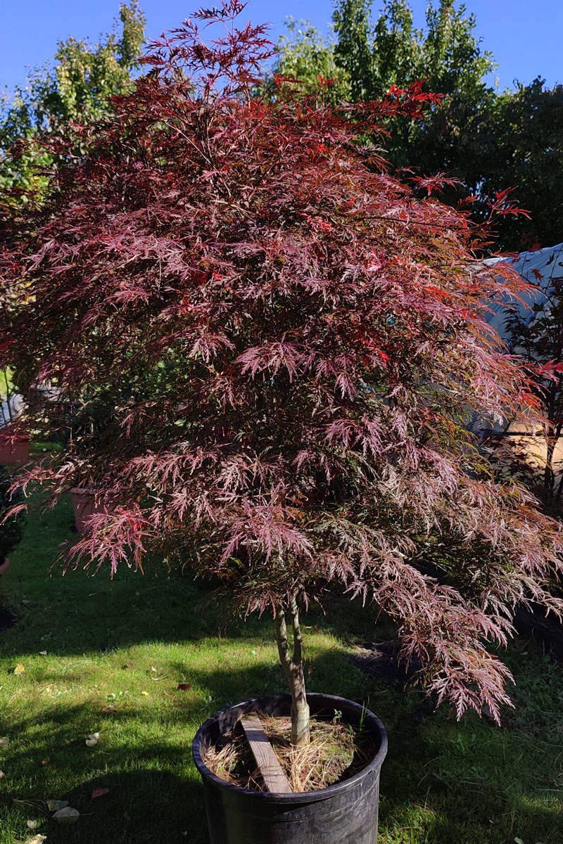Potted Japanese maple (Acer palmatum) with reddish-purple foliage, ideal for small gardens in autumn