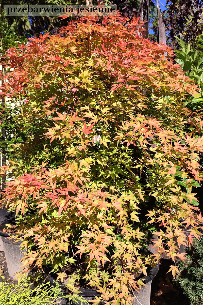Klon palmowy Acer palmatum z jesiennymi przebarwieniami liści w małym ogrodzie