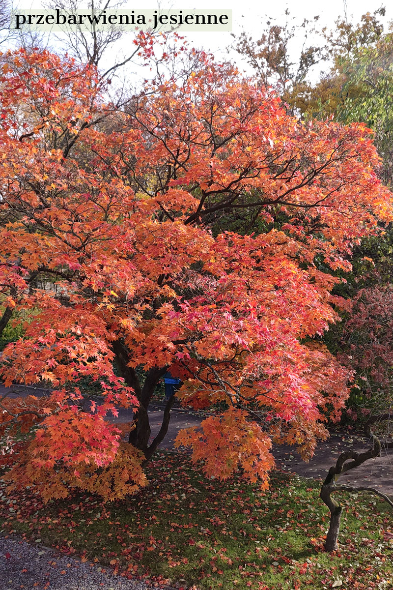 Klon palmowy (Acer palmatum) w jesiennej szacie, idealny do małego ogrodu ze względu na swoje kompaktowe rozmiary i piękne przebarwienia liści