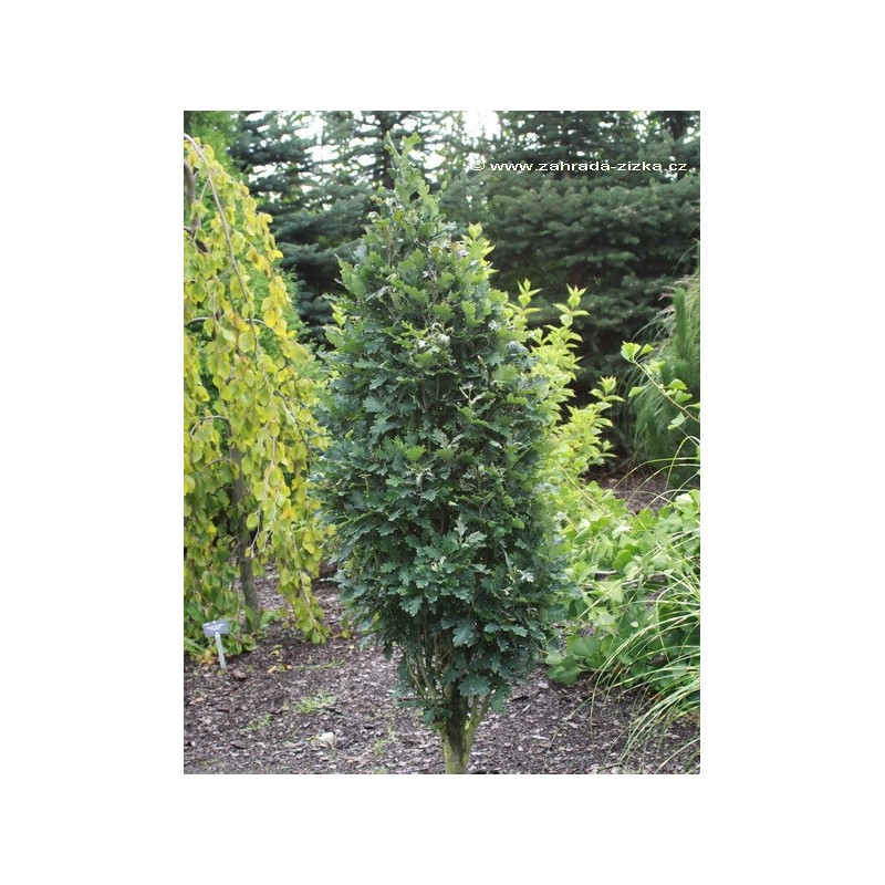 Quercus robur 'Menhir', a dwarf pedunculate oak ideal for small gardens