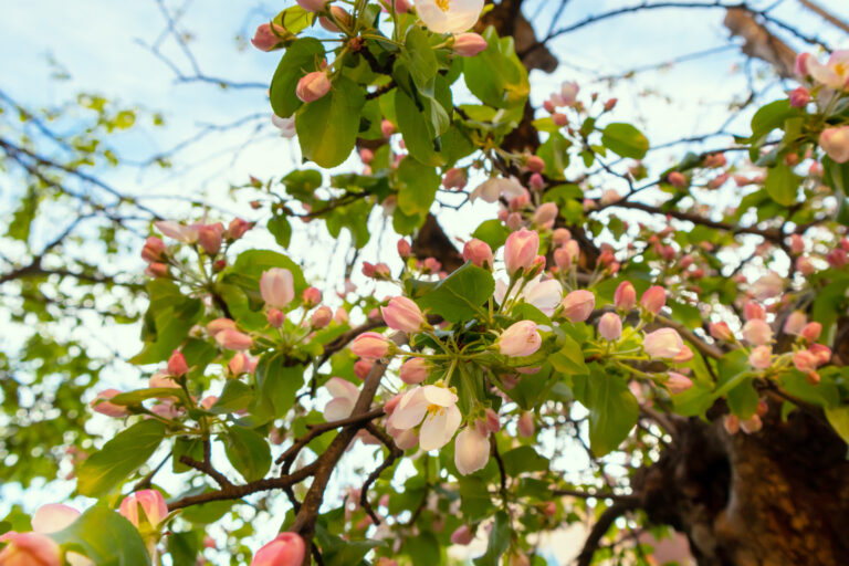 drzewa liściaste do małego ogrodu