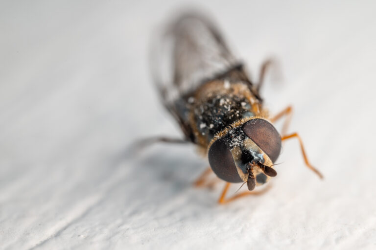 insekty